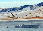 JHJan2012 (4b)  Trumpeter swans, Jackson, Wyoming